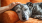 Your Pup Deserves the Spa Day Too at The A.J. Dog Wash